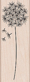 G4917 DANDELION