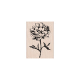 H5577 CLASSIC TEA FLOWER