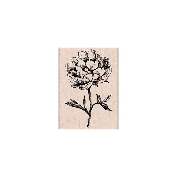 H5577 CLASSIC TEA FLOWER