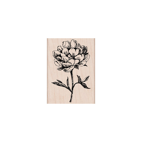 H5577 CLASSIC TEA FLOWER