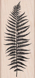 K5314 SILHOUETTE FERN