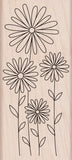 K5586 DAISIES