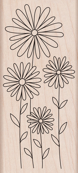 K5586 DAISIES