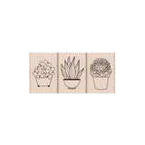 LP428 Succulent Trio