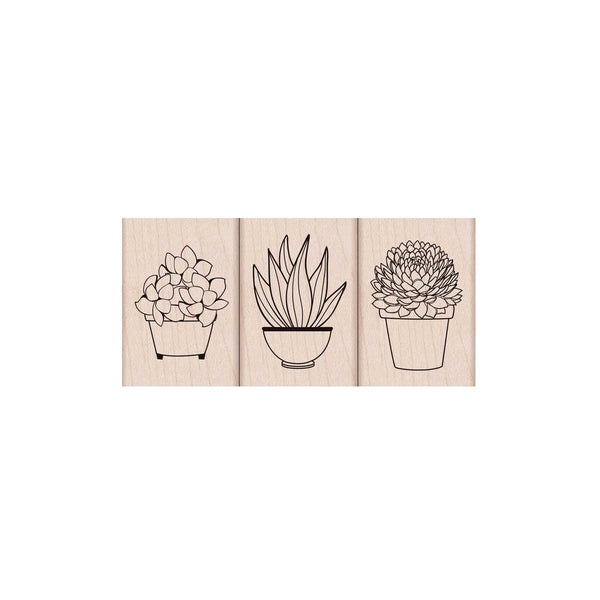 LP428 Succulent Trio